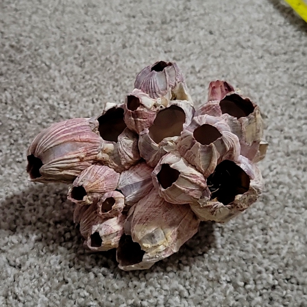 Purple Acorn Barnacle